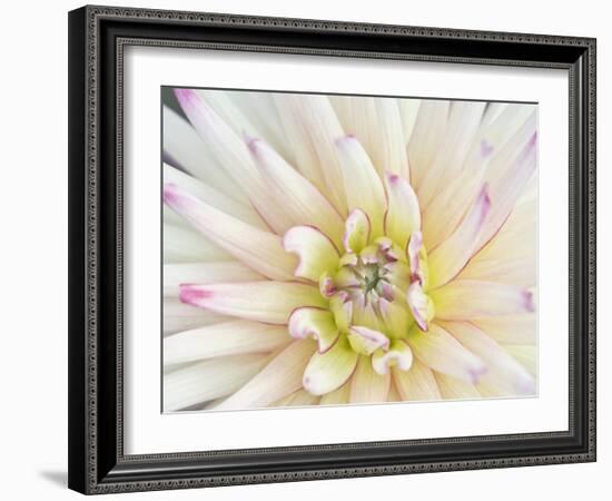 Dahlia Close-Up, Bellevue Botanical Garden, Bellevue, Washington, Usa-Rob Tilley-Framed Photographic Print