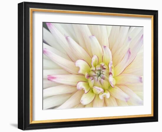 Dahlia Close-Up, Bellevue Botanical Garden, Bellevue, Washington, Usa-Rob Tilley-Framed Photographic Print