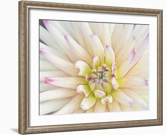 Dahlia Close-Up, Bellevue Botanical Garden, Bellevue, Washington, Usa-Rob Tilley-Framed Photographic Print