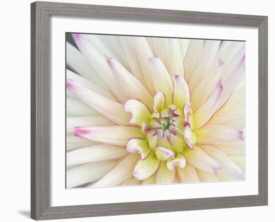 Dahlia Close-Up, Bellevue Botanical Garden, Bellevue, Washington, Usa-Rob Tilley-Framed Photographic Print