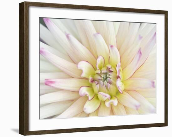 Dahlia Close-Up, Bellevue Botanical Garden, Bellevue, Washington, Usa-Rob Tilley-Framed Photographic Print