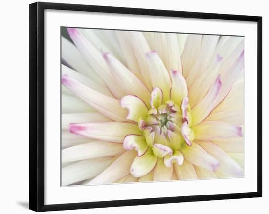 Dahlia Close-Up, Bellevue Botanical Garden, Bellevue, Washington, Usa-Rob Tilley-Framed Photographic Print