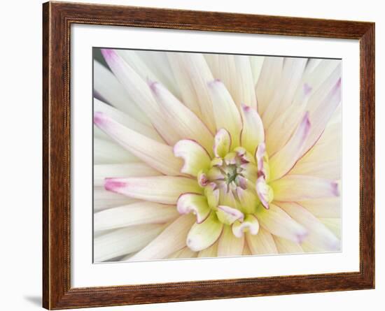 Dahlia Close-Up, Bellevue Botanical Garden, Bellevue, Washington, Usa-Rob Tilley-Framed Photographic Print