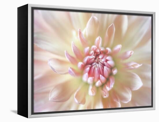 Dahlia Close Up I-Kathy Mahan-Framed Premier Image Canvas