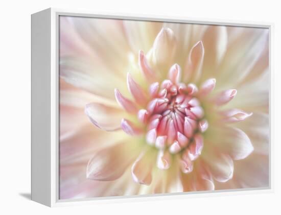 Dahlia Close Up I-Kathy Mahan-Framed Premier Image Canvas