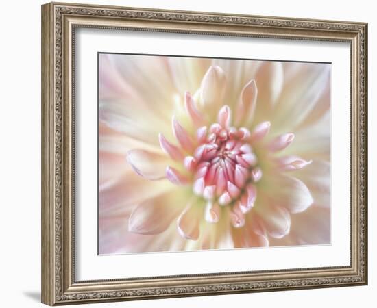 Dahlia Close Up I-Kathy Mahan-Framed Photographic Print