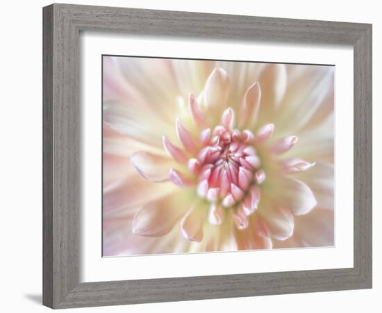 Dahlia Close Up I-Kathy Mahan-Framed Photographic Print