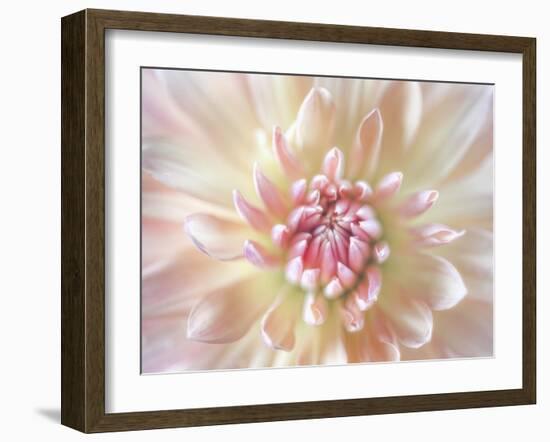 Dahlia Close Up I-Kathy Mahan-Framed Photographic Print