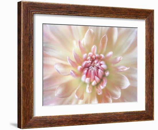 Dahlia Close Up I-Kathy Mahan-Framed Photographic Print