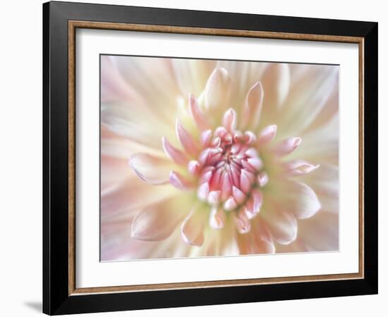 Dahlia Close Up I-Kathy Mahan-Framed Photographic Print