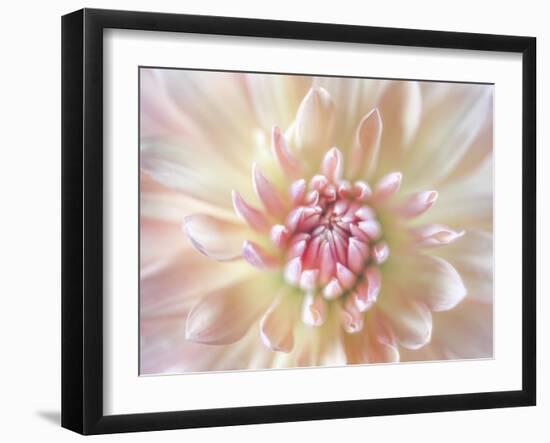 Dahlia Close Up I-Kathy Mahan-Framed Photographic Print