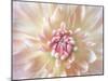 Dahlia Close Up I-Kathy Mahan-Mounted Photographic Print