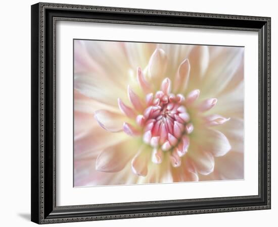 Dahlia Close Up I-Kathy Mahan-Framed Photographic Print