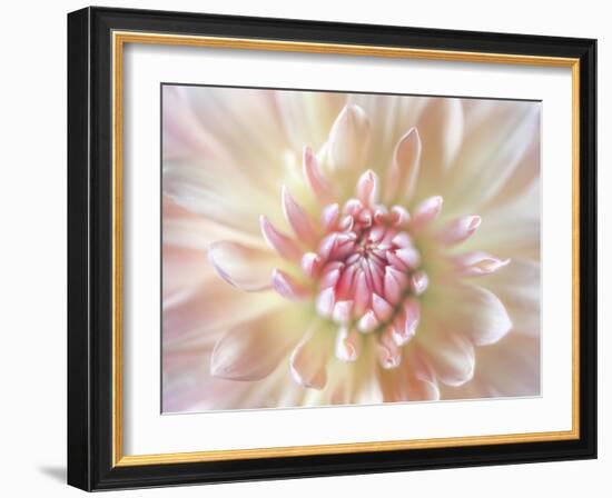 Dahlia Close Up I-Kathy Mahan-Framed Photographic Print