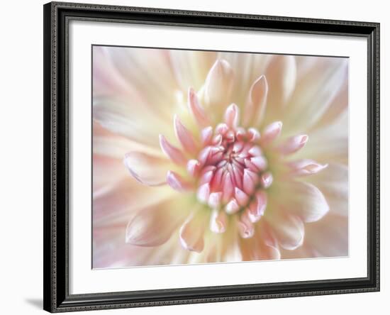 Dahlia Close Up I-Kathy Mahan-Framed Photographic Print