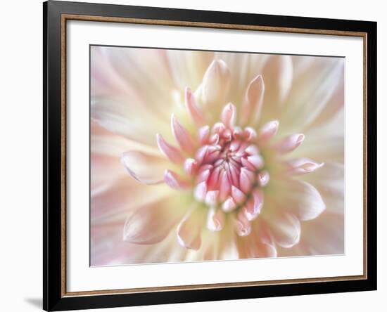 Dahlia Close Up I-Kathy Mahan-Framed Photographic Print