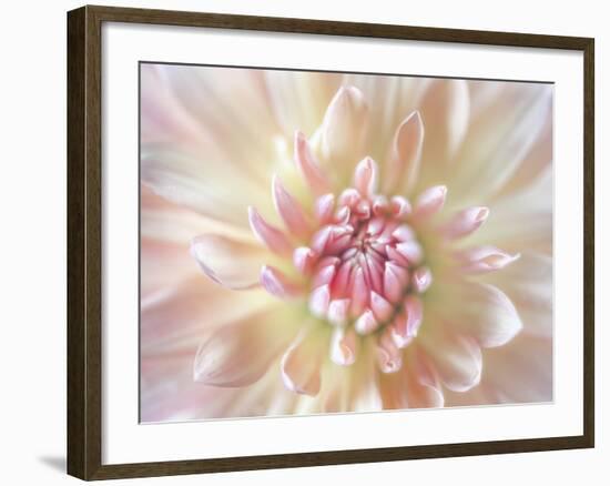 Dahlia Close Up I-Kathy Mahan-Framed Photographic Print