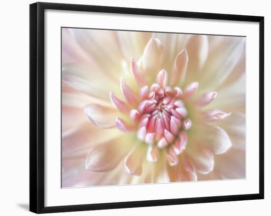 Dahlia Close Up I-Kathy Mahan-Framed Photographic Print