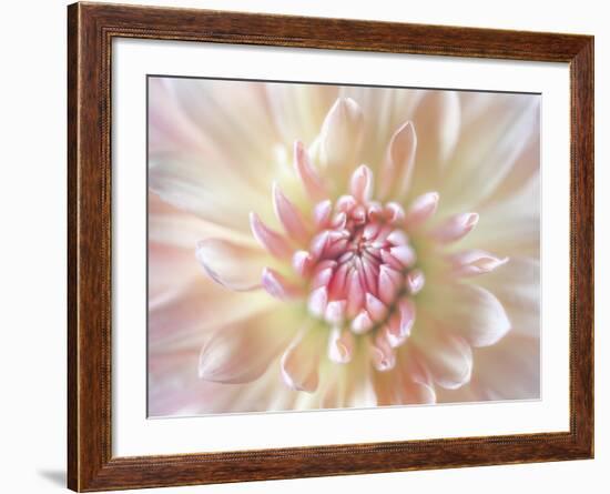 Dahlia Close Up I-Kathy Mahan-Framed Photographic Print