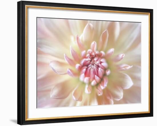 Dahlia Close Up I-Kathy Mahan-Framed Photographic Print