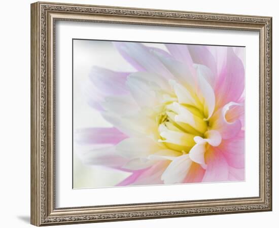 Dahlia Close Up II-Kathy Mahan-Framed Photographic Print