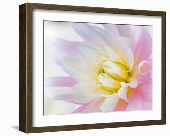 Dahlia Close Up II-Kathy Mahan-Framed Photographic Print