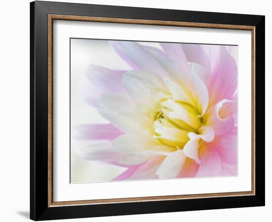 Dahlia Close Up II-Kathy Mahan-Framed Photographic Print