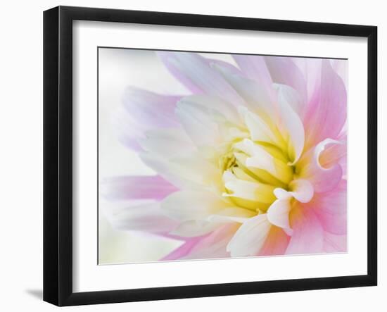 Dahlia Close Up II-Kathy Mahan-Framed Photographic Print