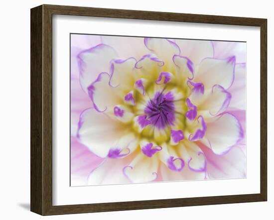 Dahlia Close Up III-Kathy Mahan-Framed Photographic Print