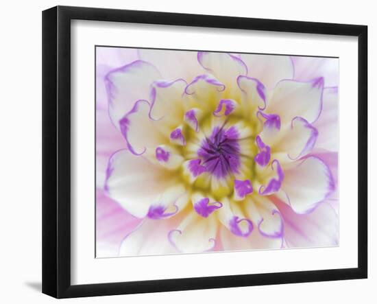 Dahlia Close Up III-Kathy Mahan-Framed Photographic Print