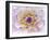 Dahlia Close Up III-Kathy Mahan-Framed Photographic Print