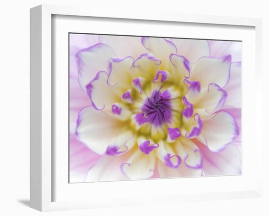 Dahlia Close Up III-Kathy Mahan-Framed Photographic Print