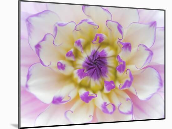 Dahlia Close Up III-Kathy Mahan-Mounted Photographic Print