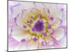 Dahlia Close Up III-Kathy Mahan-Mounted Photographic Print