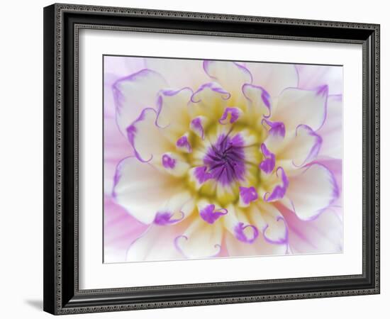 Dahlia Close Up III-Kathy Mahan-Framed Photographic Print