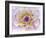 Dahlia Close Up III-Kathy Mahan-Framed Photographic Print