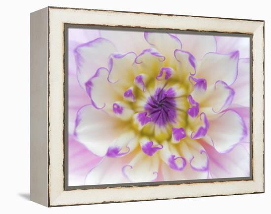 Dahlia Close Up III-Kathy Mahan-Framed Premier Image Canvas