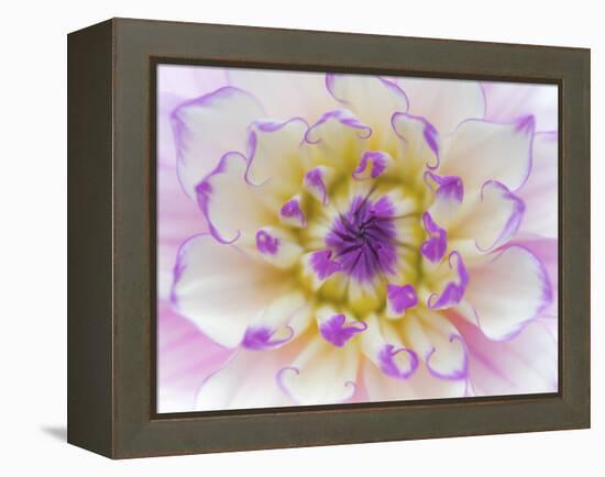 Dahlia Close Up III-Kathy Mahan-Framed Premier Image Canvas