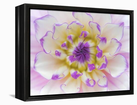 Dahlia Close Up III-Kathy Mahan-Framed Premier Image Canvas