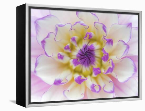 Dahlia Close Up III-Kathy Mahan-Framed Premier Image Canvas