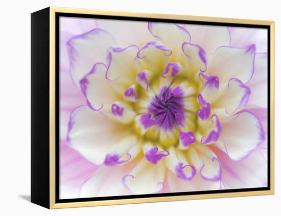 Dahlia Close Up III-Kathy Mahan-Framed Premier Image Canvas