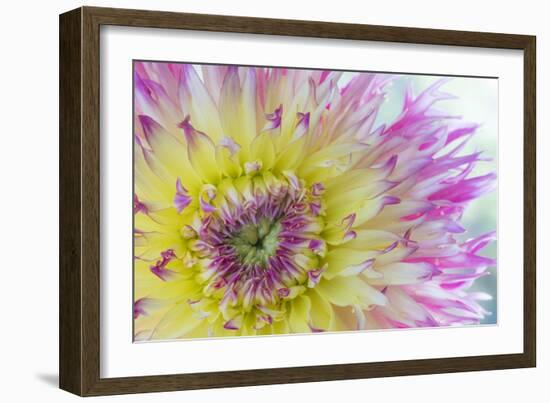 Dahlia Close Up IV-Kathy Mahan-Framed Photographic Print