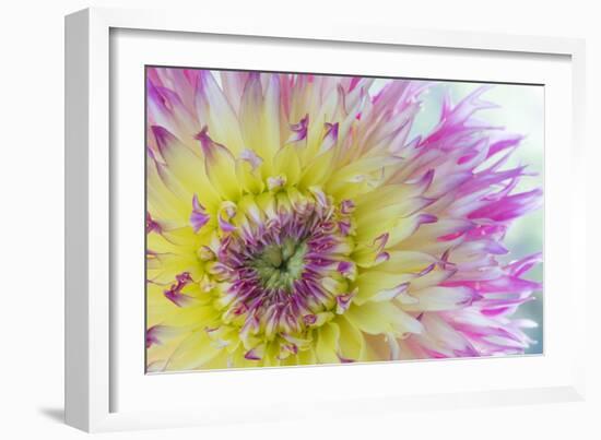 Dahlia Close Up IV-Kathy Mahan-Framed Photographic Print