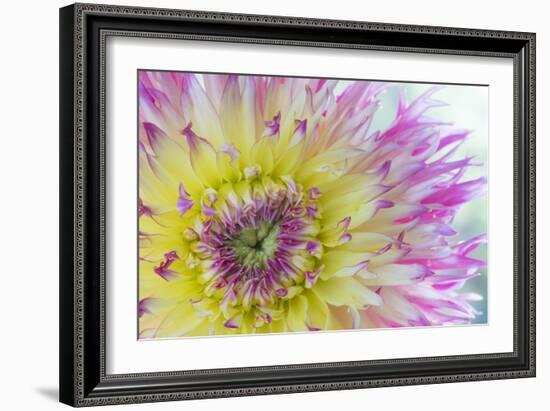 Dahlia Close Up IV-Kathy Mahan-Framed Photographic Print