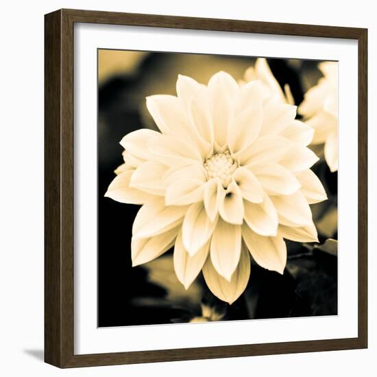 Dahlia Cream I-Joseph Eta-Framed Giclee Print