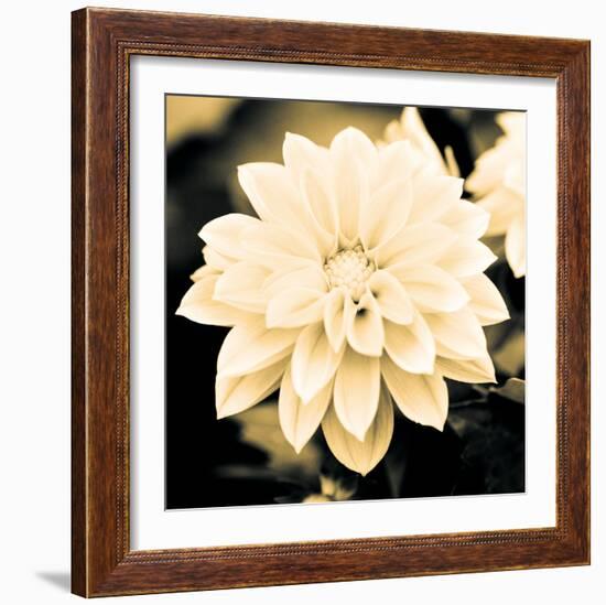 Dahlia Cream I-Joseph Eta-Framed Giclee Print