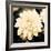 Dahlia Cream I-Joseph Eta-Framed Giclee Print