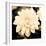 Dahlia Cream I-Joseph Eta-Framed Giclee Print