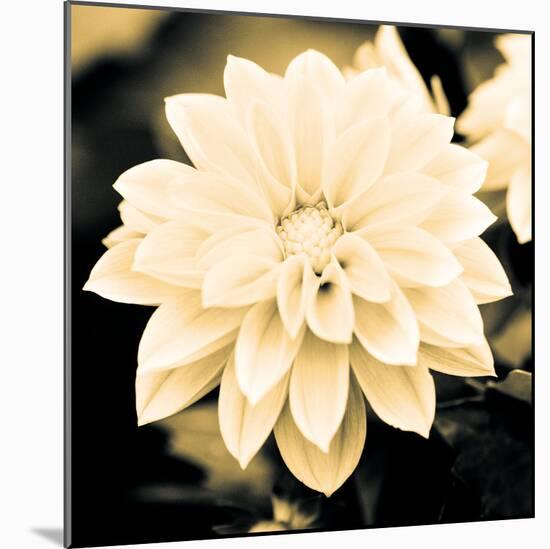 Dahlia Cream I-Joseph Eta-Mounted Giclee Print