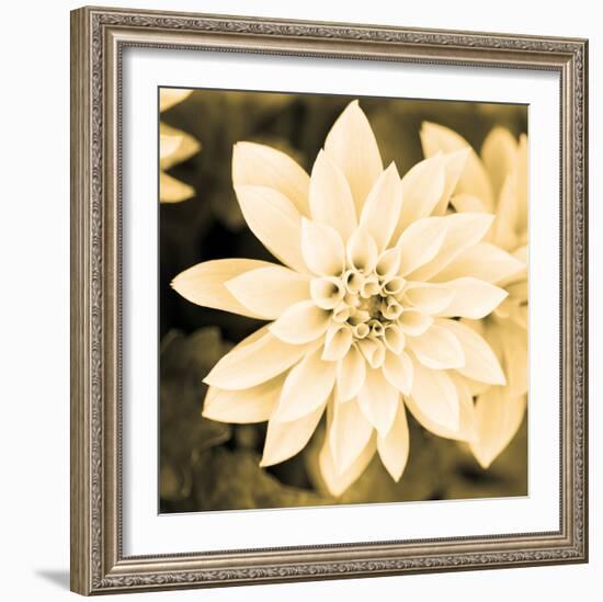 Dahlia Cream II-Joseph Eta-Framed Giclee Print